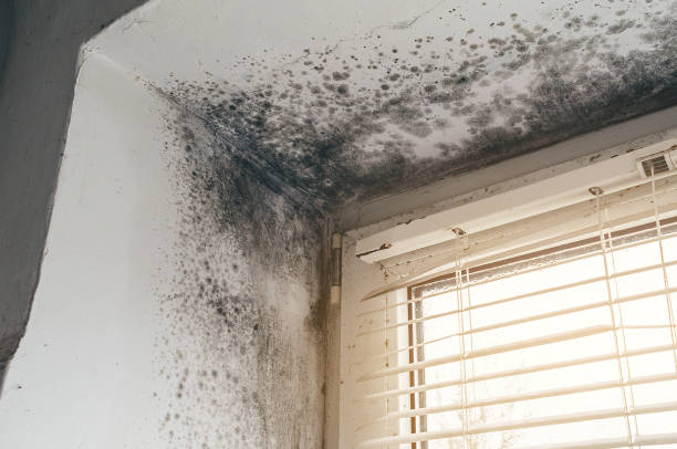 Affordable Mold Remediation solutions in Wenatchee, WA